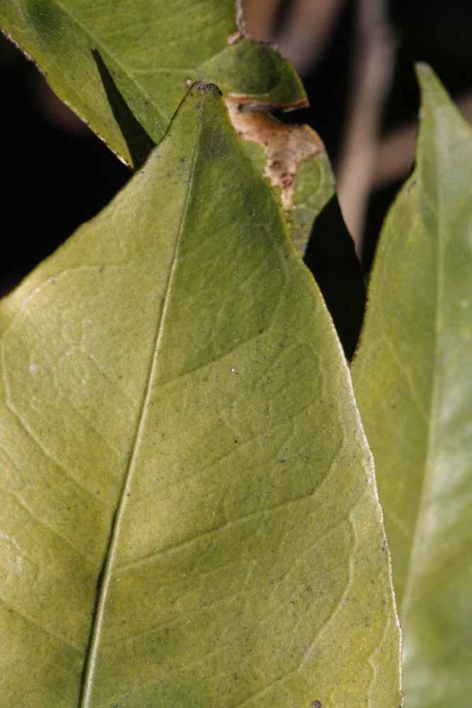              Margin (Riverside, CA)       